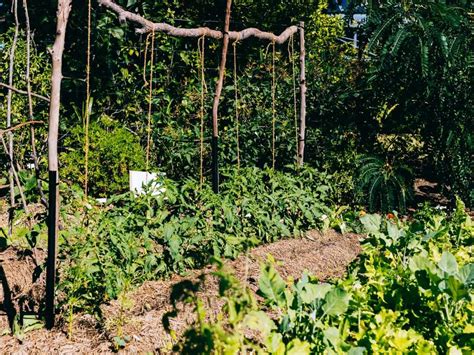 samford gardens|Samford Edible Garden Trail